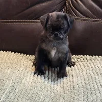 Blue Merle Boy, a male Pug for sale in Carrollton, GA – Photo 5 of 6