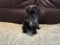 Merle Haggard 2, a male Pug for sale in Carrollton, GA – Photo 5 of 6