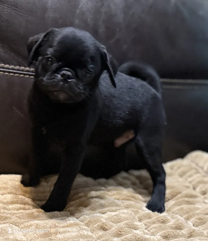 Onyx – Pug puppy for sale in Carrollton, GA