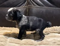 Merle Haggard, a male Pug for sale in Carrollton, GA – 7 of 10