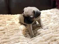 Hugo, a male Pug for sale in Carrollton, GA – 4 of 4