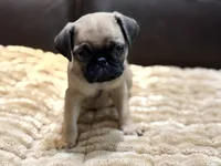 Hugo, a male Pug for sale in Carrollton, GA – 1 of 4