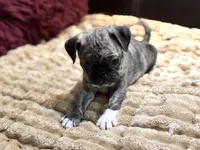 Brindi, a female Pug for sale in Carrollton, GA – 2 of 4