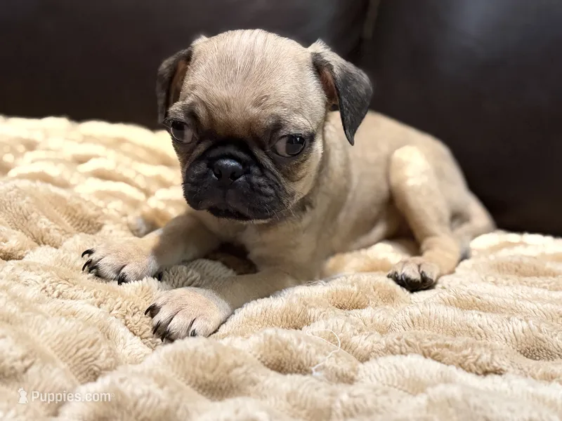 Peanut – Pug puppy for sale in Carrollton, GA