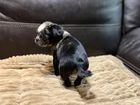 Merle Haggard, a male Pug for sale in Carrollton, GA – 8 of 10