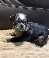 Merle Haggard, a male Pug for sale in Carrollton, GA – 4 of 10