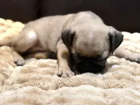 Hugo, a male Pug for sale in Carrollton, GA – 3 of 4