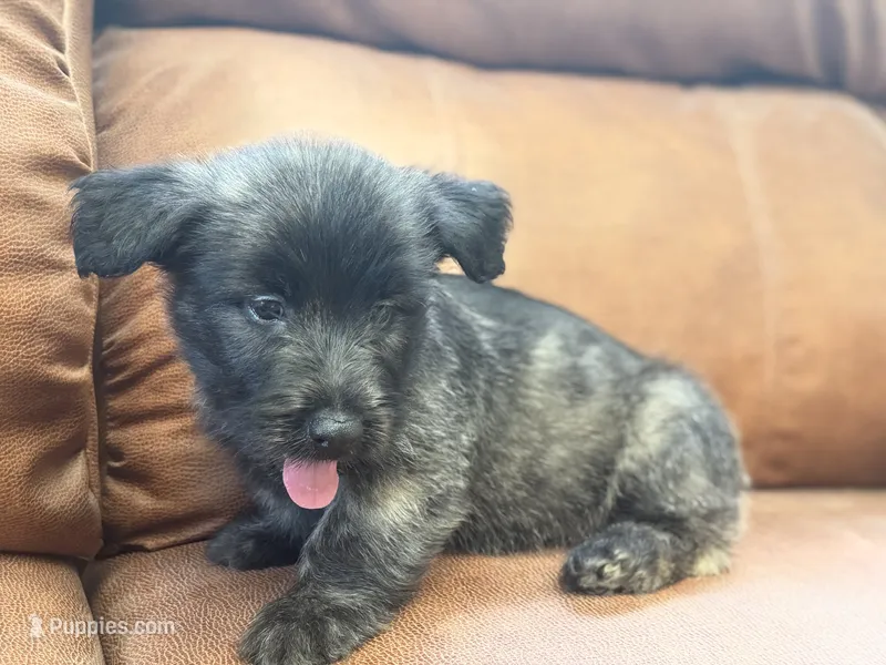 Skyler – Skye Terrier puppy for sale in Carrollton, GA