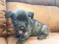 Skyler, a male Skye Terrier for sale in Carrollton, GA – 1 of 2