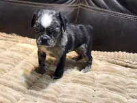 Merle Haggard, a male Pug for sale in Carrollton, GA – 3 of 10