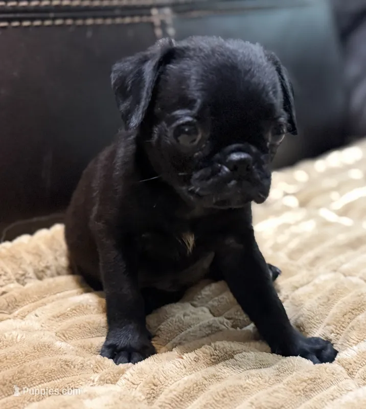 Ebony  – Pug puppy for sale in Carrollton, GA