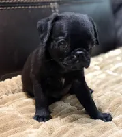 Ebony , a female Pug for sale in Carrollton, GA – 1 of 6