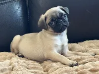 Fawn Boy, a female Pug for sale in Carrollton, GA – Photo 1 of 3