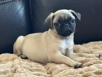 Fawn Boy, a female Pug for sale in Carrollton, GA – Photo 2 of 3