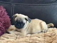 Fawn Boy, a female Pug for sale in Carrollton, GA – Photo 3 of 3