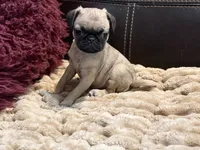 Fawna, a female Pug for sale in Carrollton, GA – 2 of 5