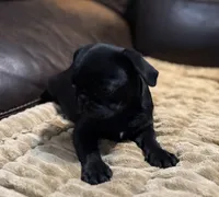 Ebony , a female Pug for sale in Carrollton, GA – 8 of 10