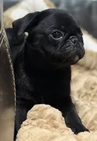 Onyx, a male Pug for sale in Carrollton, GA – 5 of 10