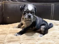 Merle Haggard, a male Pug for sale in Carrollton, GA – 5 of 10