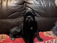 Onyx, a male Pug for sale in Carrollton, GA – 6 of 7