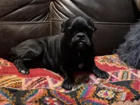 Merle Haggard, a male Pug for sale in Carrollton, GA – 9 of 10