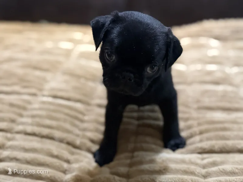 Onyx – Pug puppy for sale in Carrollton, GA
