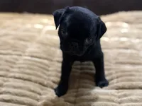 Onyx, a male Pug for sale in Carrollton, GA – 1 of 7