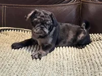Merle Haggard 1, a male Pug for sale in Carrollton, GA – Photo 1 of 5