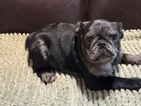 Merle Haggard 1, a male Pug for sale in Carrollton, GA – Photo 5 of 5