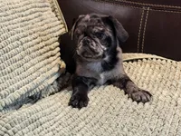 Merle Haggard 1, a male Pug for sale in Carrollton, GA – Photo 2 of 5