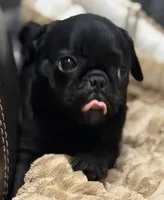 Onyx, a male Pug for sale in Carrollton, GA – 3 of 10
