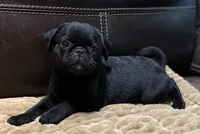 Onyx, a male Pug for sale in Carrollton, GA – 4 of 10