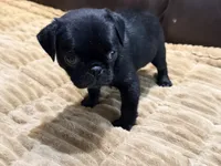 Onyx, a male Pug for sale in Carrollton, GA – 5 of 7