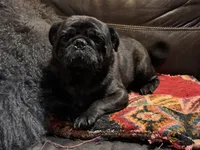 Onyx, a male Pug for sale in Carrollton, GA – 7 of 7