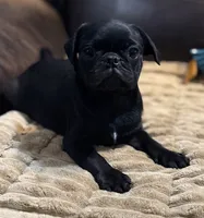 Ebony , a female Pug for sale in Carrollton, GA – 2 of 10