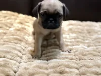Hugo, a male Pug for sale in Carrollton, GA – 2 of 4
