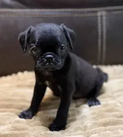 Ebony , a female Pug for sale in Carrollton, GA – 3 of 6