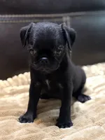 Ebony , a female Pug for sale in Carrollton, GA – 2 of 6