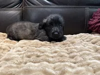 Skyler, a male Skye Terrier for sale in Carrollton, GA – 2 of 3