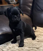 Ebony , a female Pug for sale in Carrollton, GA – 5 of 10