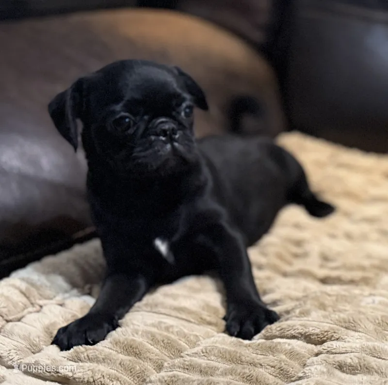 Ebony  – Pug puppy for sale in Carrollton, GA