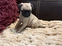Fawna, a female Pug for sale in Carrollton, GA – 3 of 5