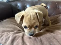 Spruce, a male Miniature Pinscher and Pug for sale in Cobb, WI – 2 of 4