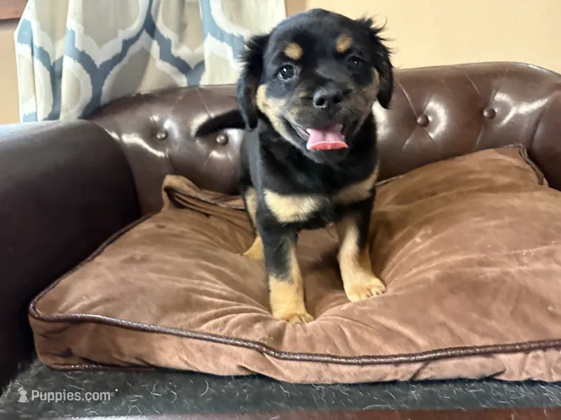 Sprout – Miniature Pinscher, Pug puppy for sale in Cobb, WI