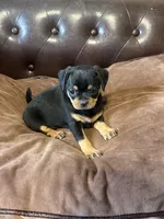 Daisy, a female Miniature Pinscher and Pug for sale in Cobb, WI – 2 of 3