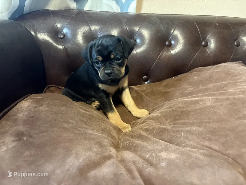 Dahlia  – Miniature Pinscher, Pug puppy for sale in Cobb, WI