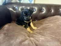 Dahlia , a female Miniature Pinscher and Pug for sale in Cobb, WI – 1 of 6
