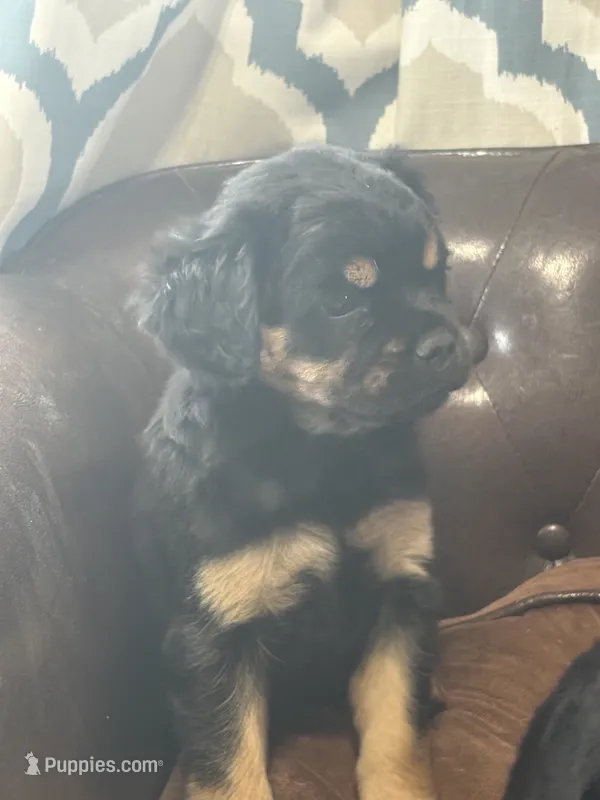 Sprout – Miniature Pinscher, Pug puppy for sale in Cobb, WI