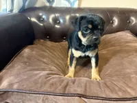 Dahlia , a female Miniature Pinscher and Pug for sale in Cobb, WI – 4 of 6