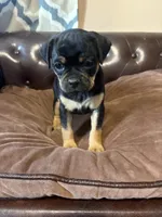 Dahlia , a female Miniature Pinscher and Pug for sale in Cobb, WI – 2 of 6